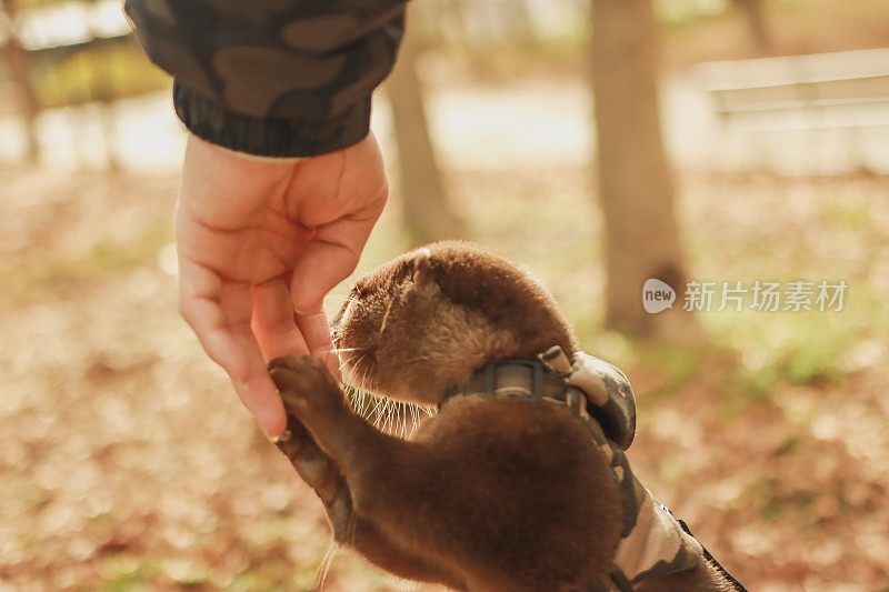 小水獭作为宠物