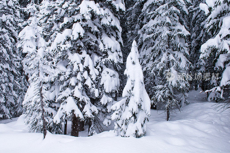 冬天霜雪覆盖的树木