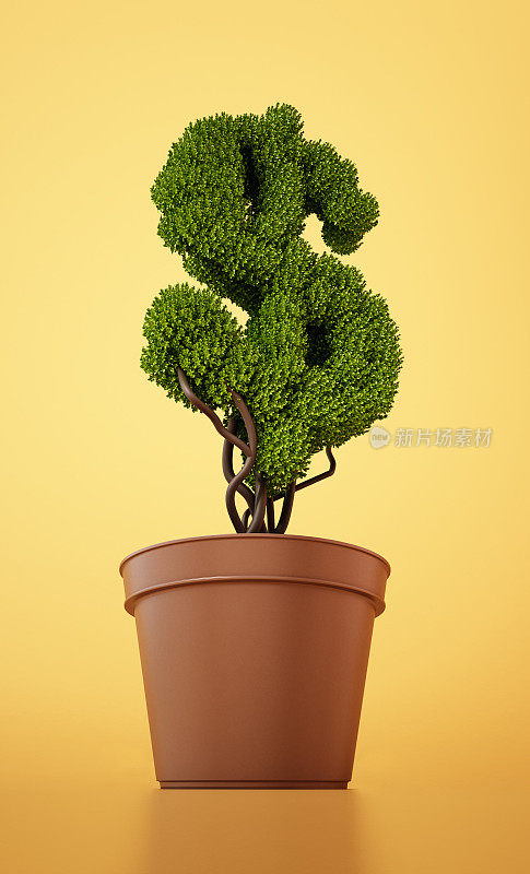 美元形状的绿色植物在花盆上