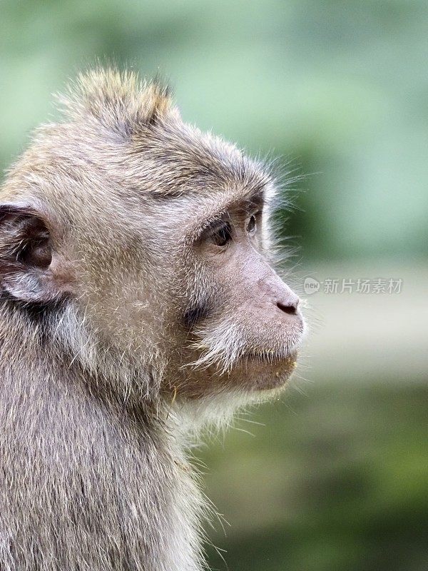 乌布圣猴保护区的猕猴