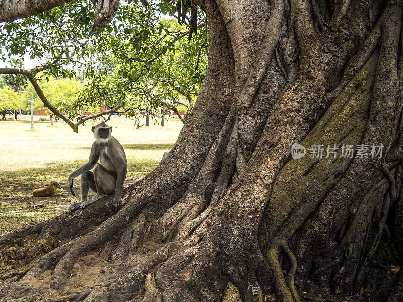 一只狗，一只猴子和一棵老树。斯里兰卡