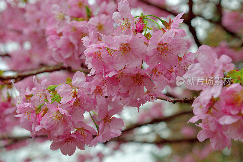 重瓣樱花