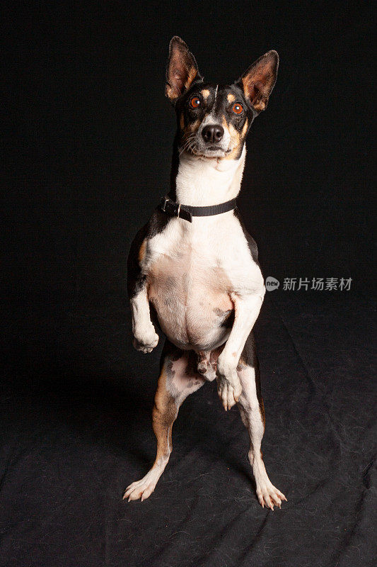 混合品种吉娃娃混合狗的照片与工作室照明在黑色的背景下站立后腿