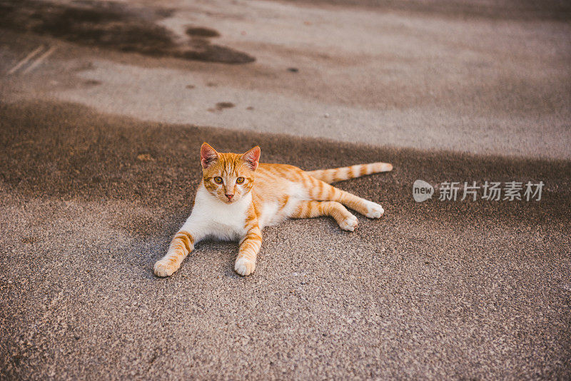 希腊喀帕索斯的流浪猫