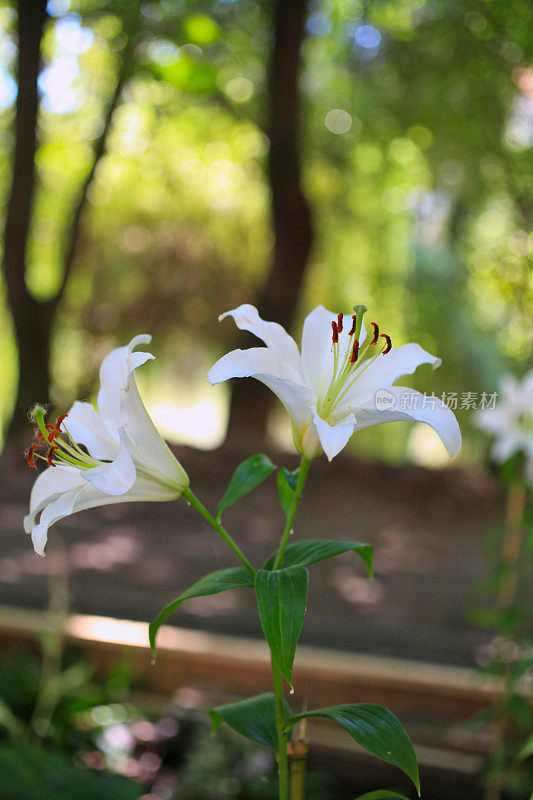 花园里有芬芳的百合花