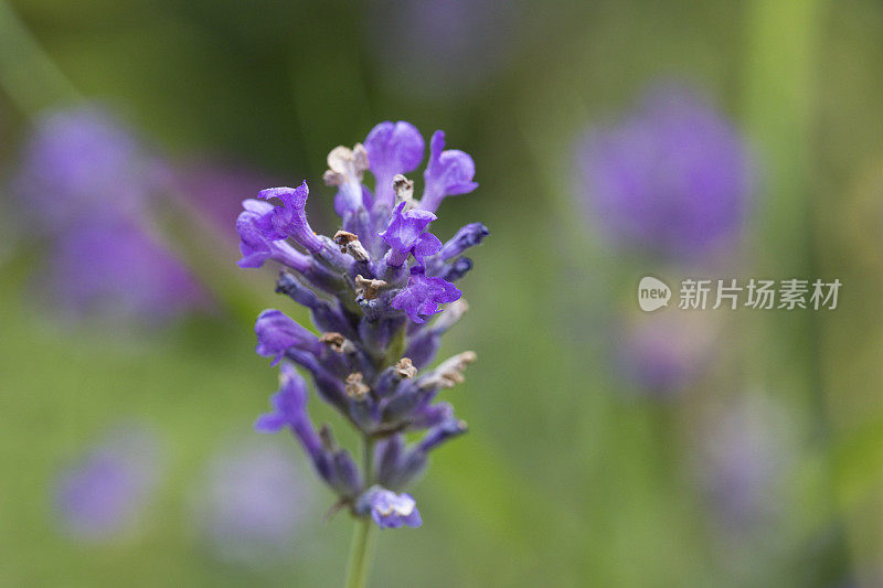 英国，夏天花园里的薰衣草花