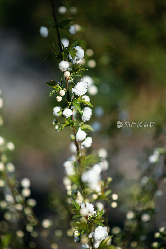 植物与花:矮生开花的杏仁芽，扁桃