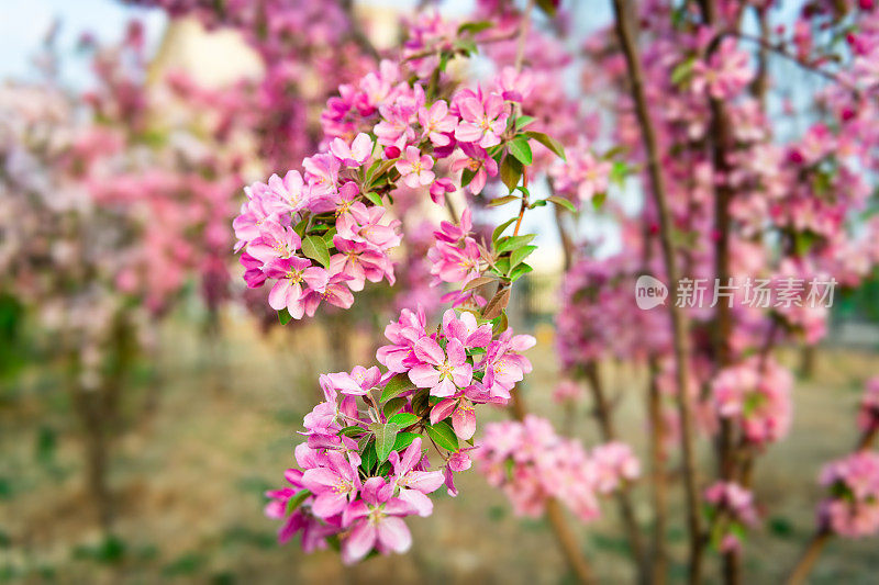 春天开花的海棠树