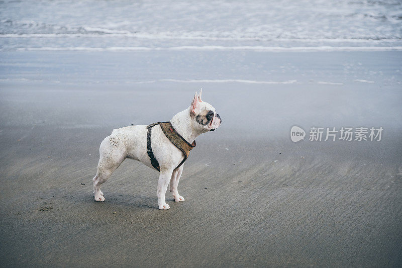 英国怀特岛海滩上一只法国斗牛犬的侧视图