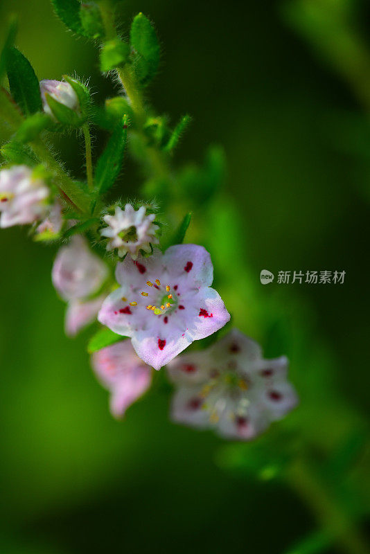 毛月桂花在植物上与焦点在花药上