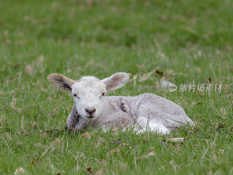 一只新生的小羊羔在草地上休息
