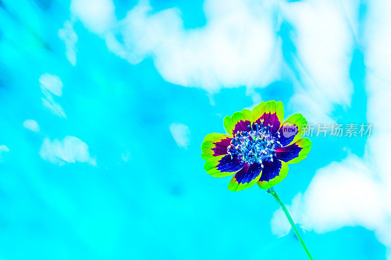 花在蓝色抽象背景