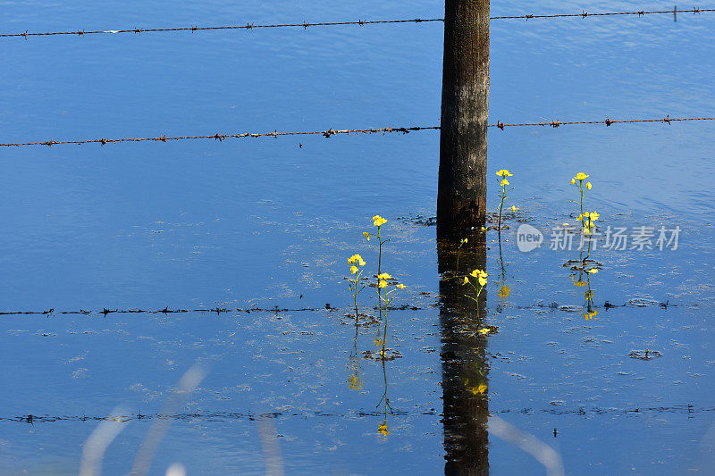 在水中盛开的驼峰狸藻，旁边是带刺铁丝网的木栅栏
