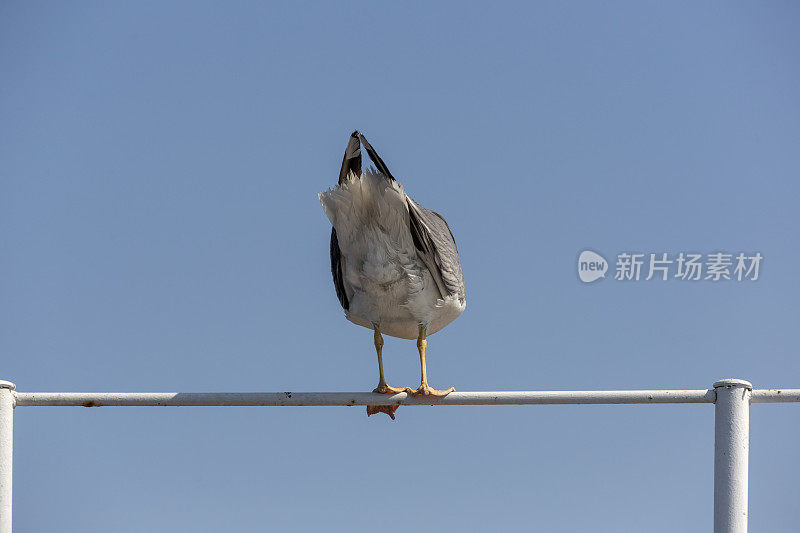 希腊卡瓦拉附近的萨索斯岛渡轮上的海鸥