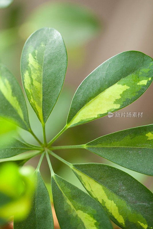 植物的叶子