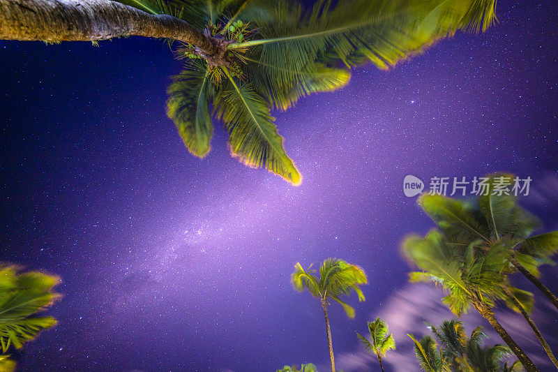 巴西巴伊亚的夜空上的银河和棕榈树-星星景观