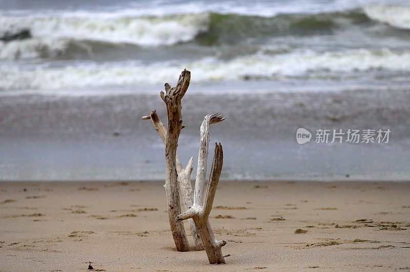 浮木和海浪