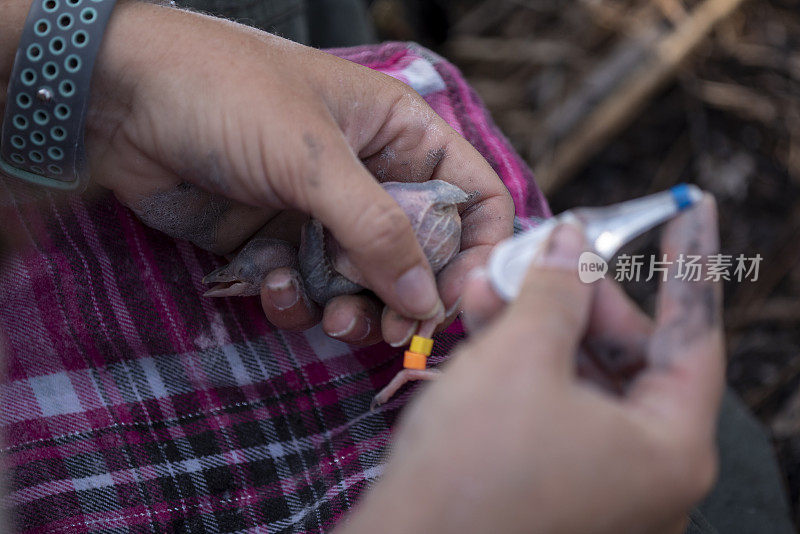 红冠啄木鸟幼雏即将收到腿上的第三个彩色追踪标记