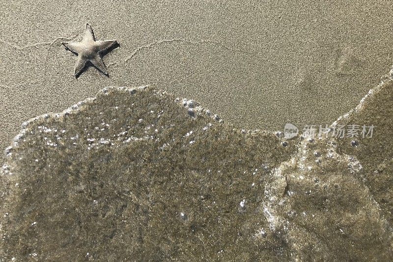 沙滩上的海星