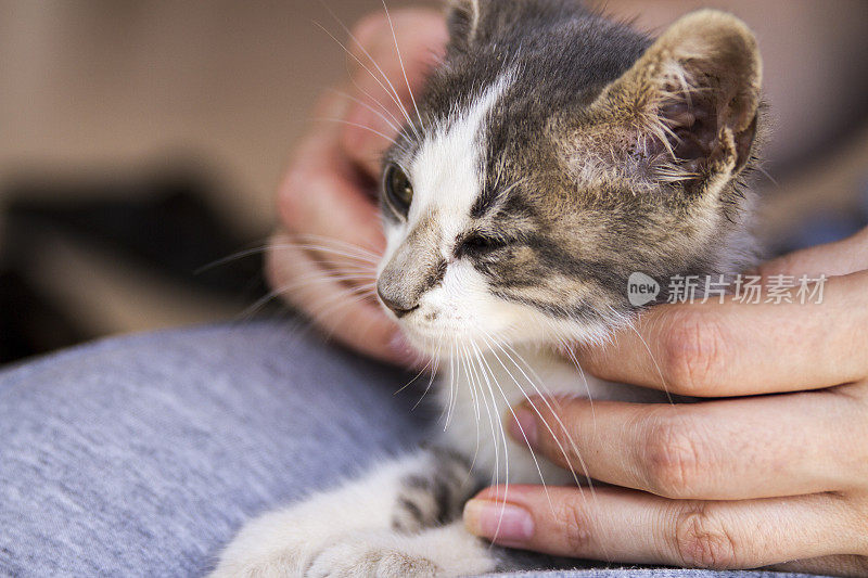 睡在主人腿上的小猫