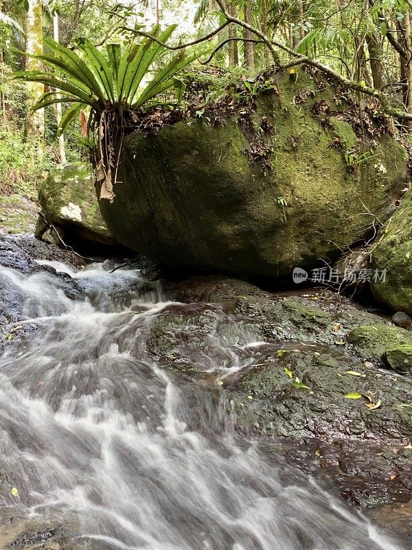 雨林溪流和巨石