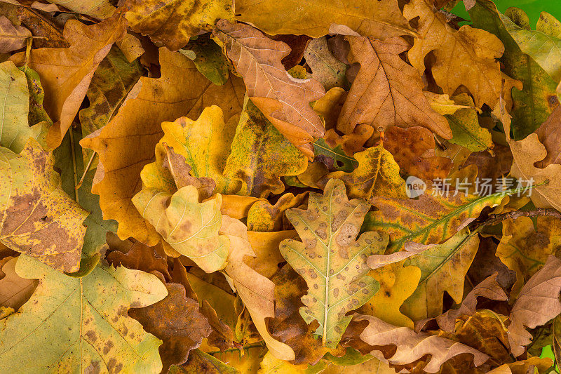 秋天的背景:只有橡树叶，
