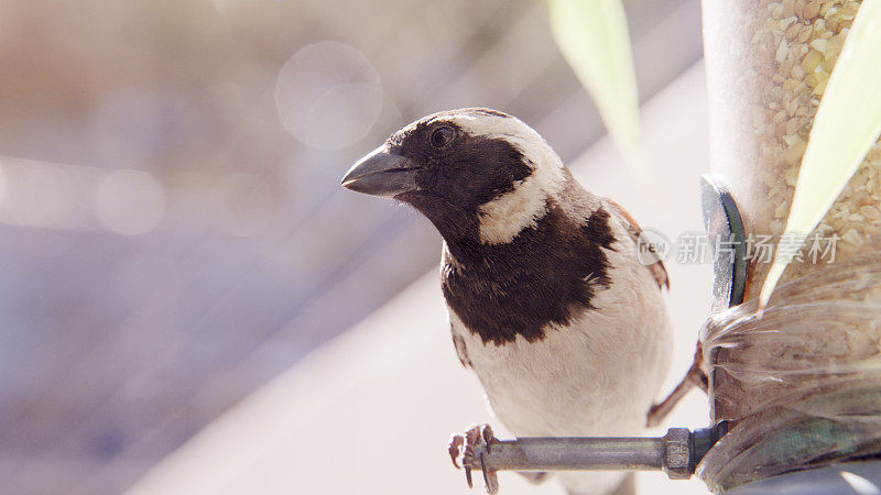 你可以通过在后院放一个喂食器来了解很多关于鸟的知识