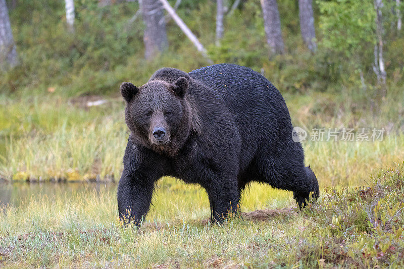 一只熊在芬兰北部锦湖附近的森林里行走