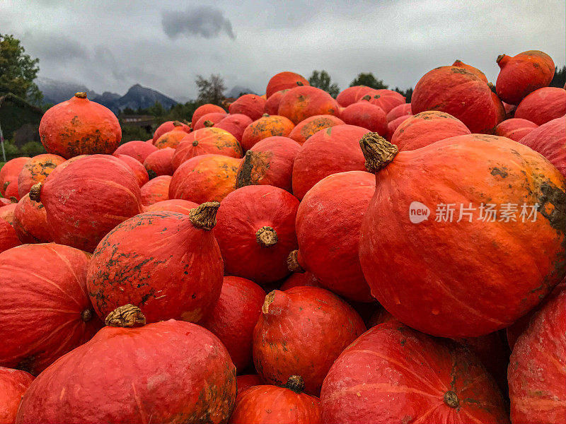 篮子里有不同品种的南瓜和南瓜