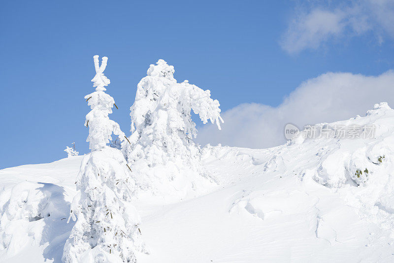 冰冻的树木就像史前极地动物在雪地上行走，蓝天为背景，斯洛文尼亚