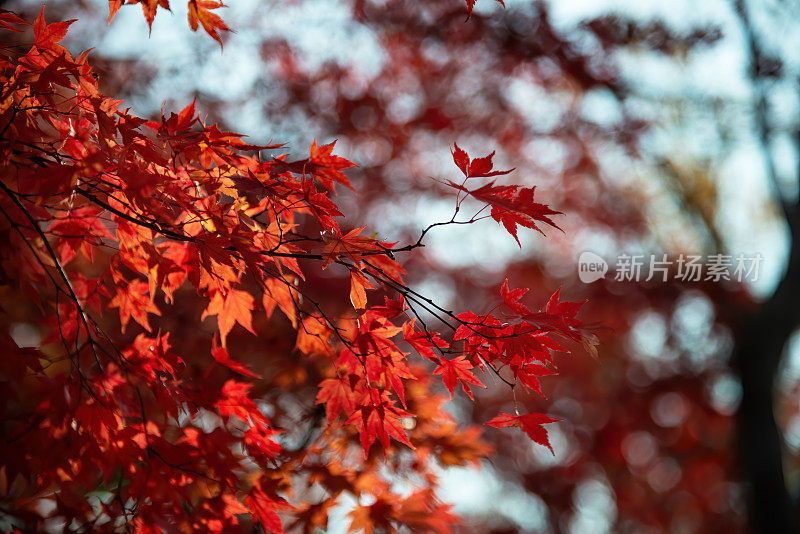 韩国庆州的秋叶