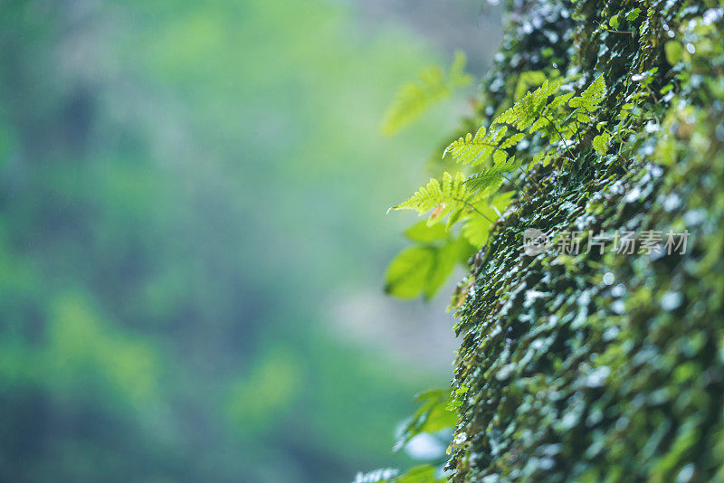 阳光下的热带雨林