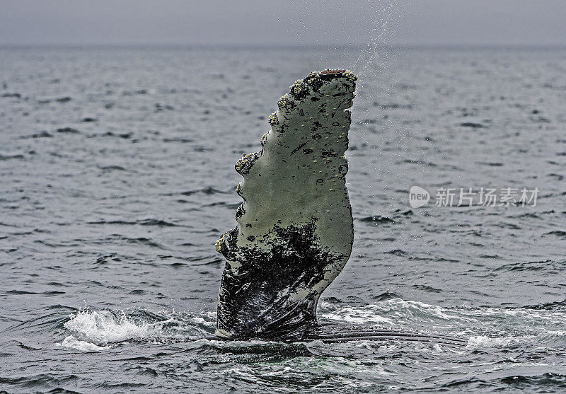 座头鲸的胸鳍在阿拉斯加东南部弗雷德里克湾。最远。