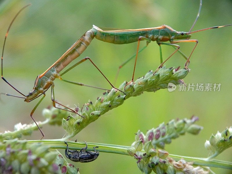 钩虫草蜈蚣