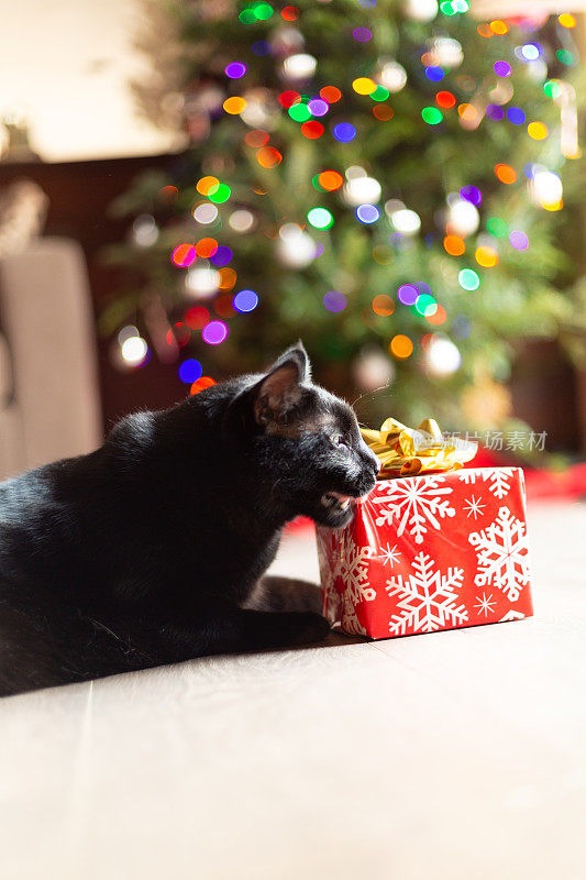 美丽的黑猫享受阳光在木地板与包裹红色礼物圣诞装饰品和树在背景by