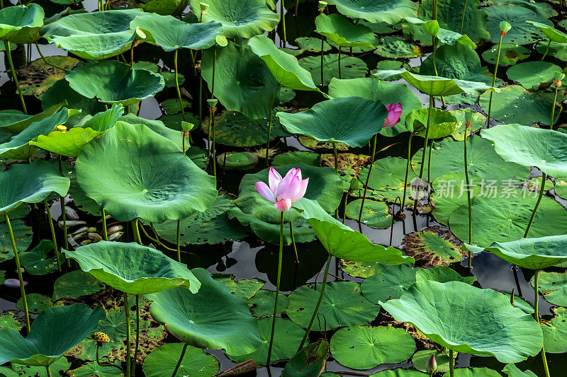 池塘里的粉色睡莲或荷花