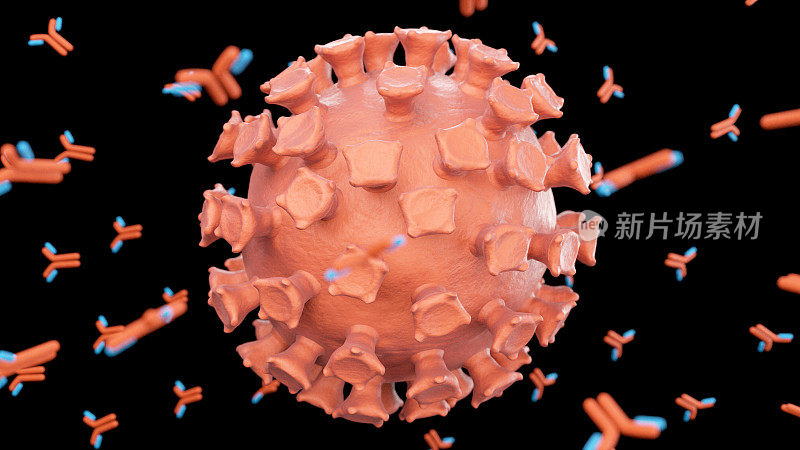 攻击新冠病毒的抗体