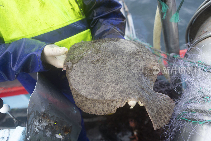 一只大菱鲆在西班牙加利西亚的一艘渔船上被捕获