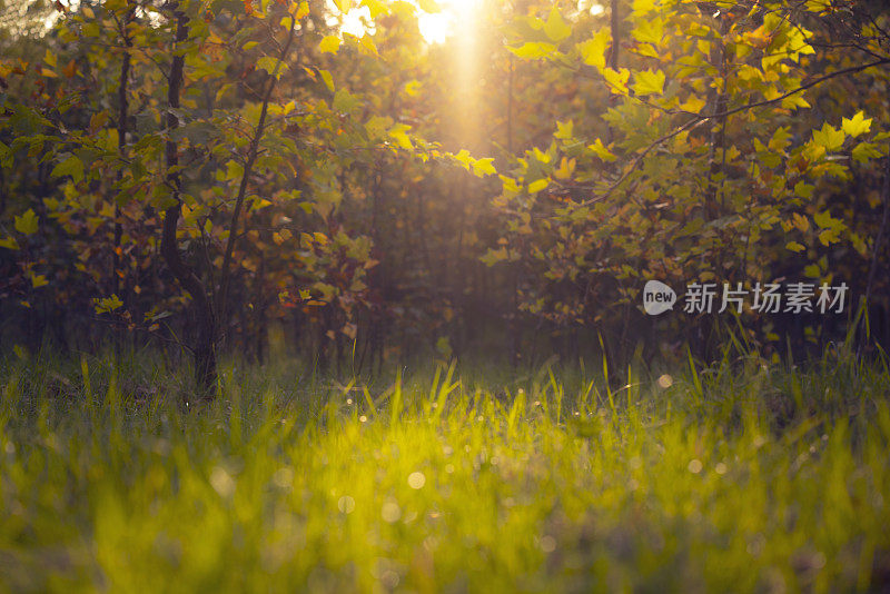 抽象模糊枫林在秋季室外背景概念模糊美丽的自然领域。