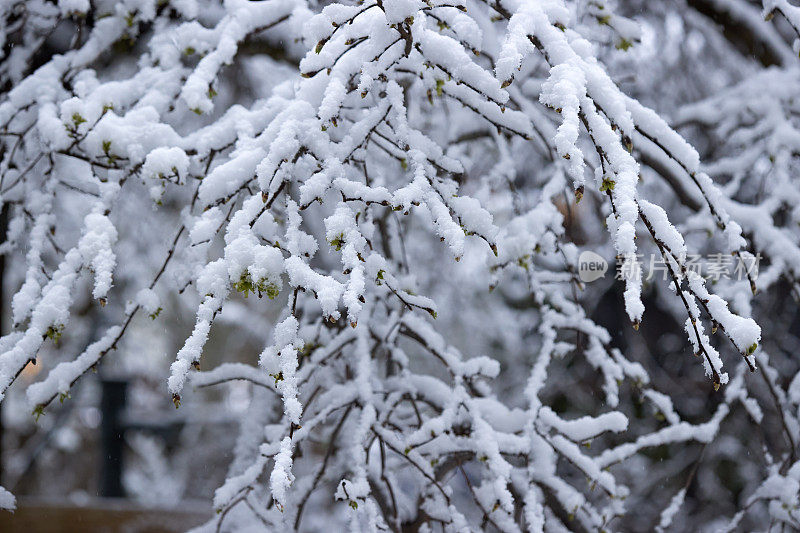 雪覆盖了一个新鲜的绿色榆树树枝的特写从右到左