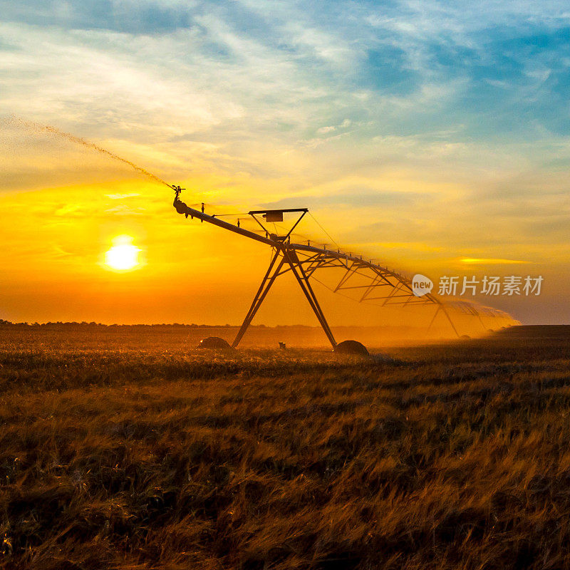 灌溉系统在夏季灌溉麦田