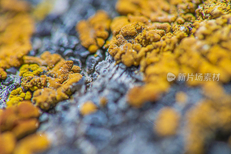 微生物岩石苔藓或真菌表面极端近距离抽象背景