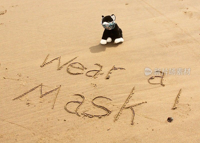 沙中带着信息的蒙面猫