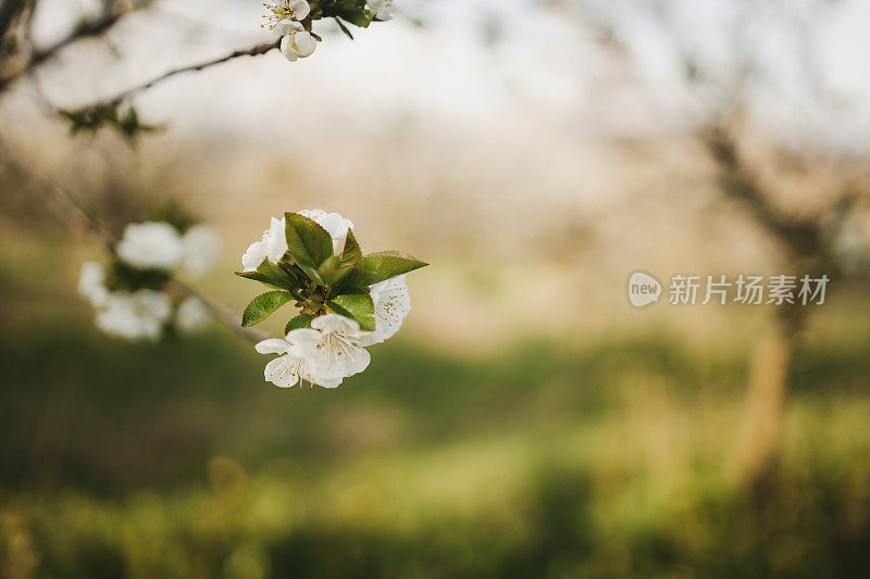 近距离的树上绽放着花朵