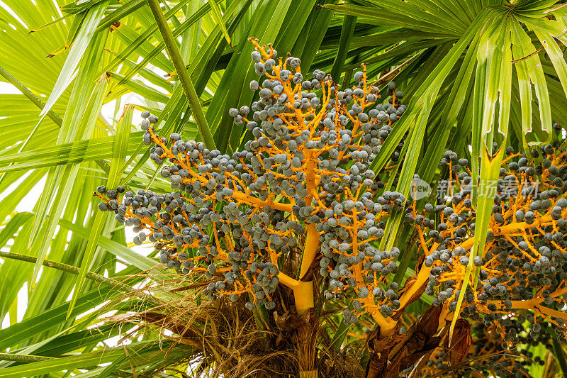 “南方文化”春季植物园的中国风车棕榈树或楚三棕榈树。棕榈树上成熟的蓝色果实。特写镜头。春天。小天狼星索契(阿德勒)。