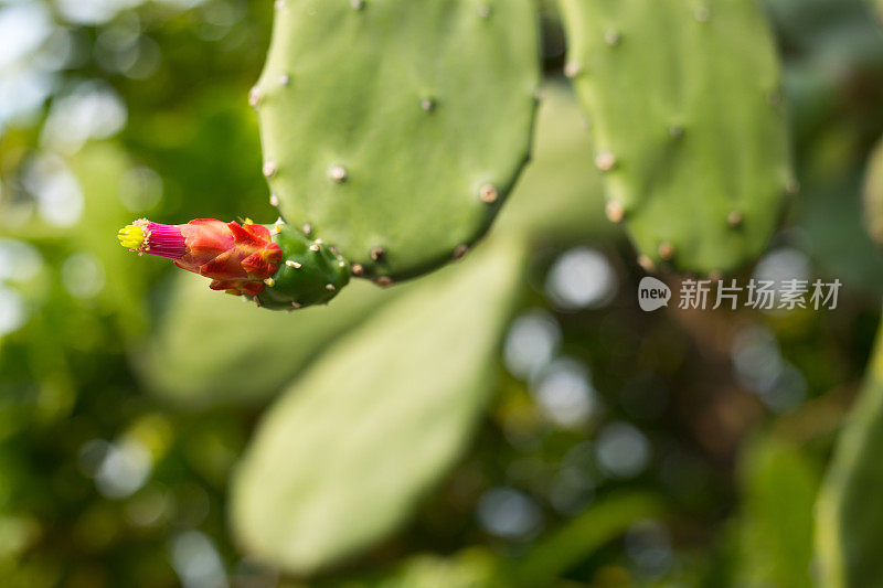 大仙人掌的红色花朵