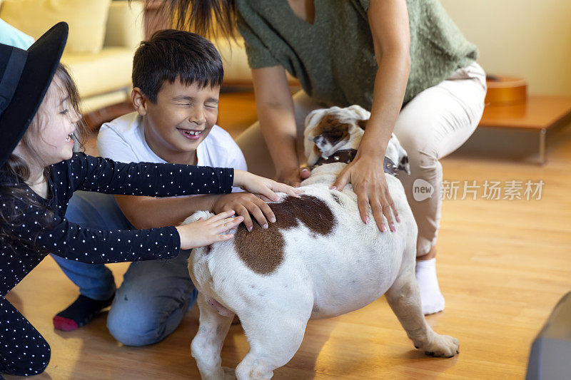 快乐的多代家庭和可爱的斗牛犬在房子里玩。