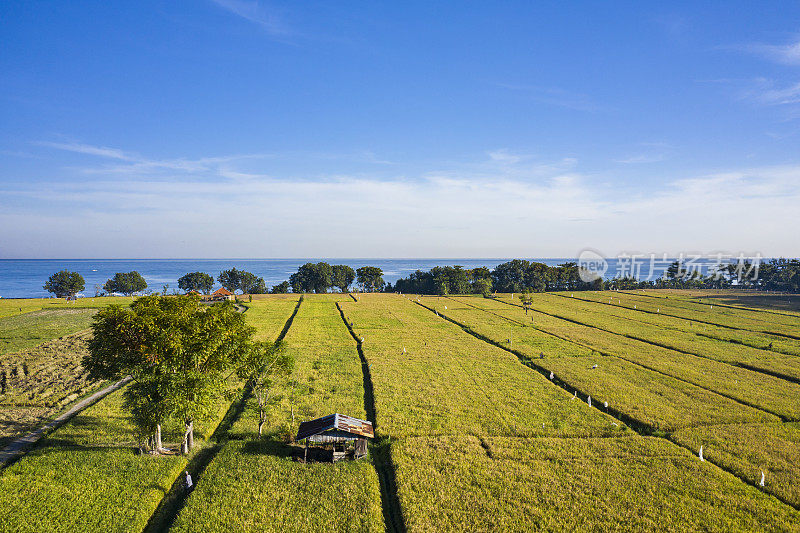 巴厘岛面向大海的稻田的空中景观