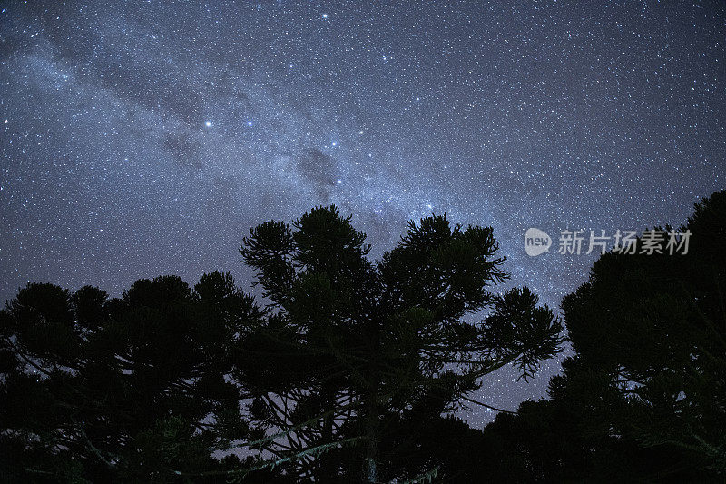 沙棘树和南半球星系