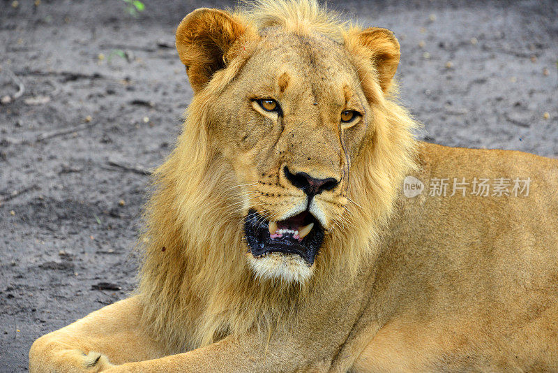 西非狮子休息(狮子)-萨卢姆三角洲国家公园-法萨拉保护区，法蒂克，塞内加尔
